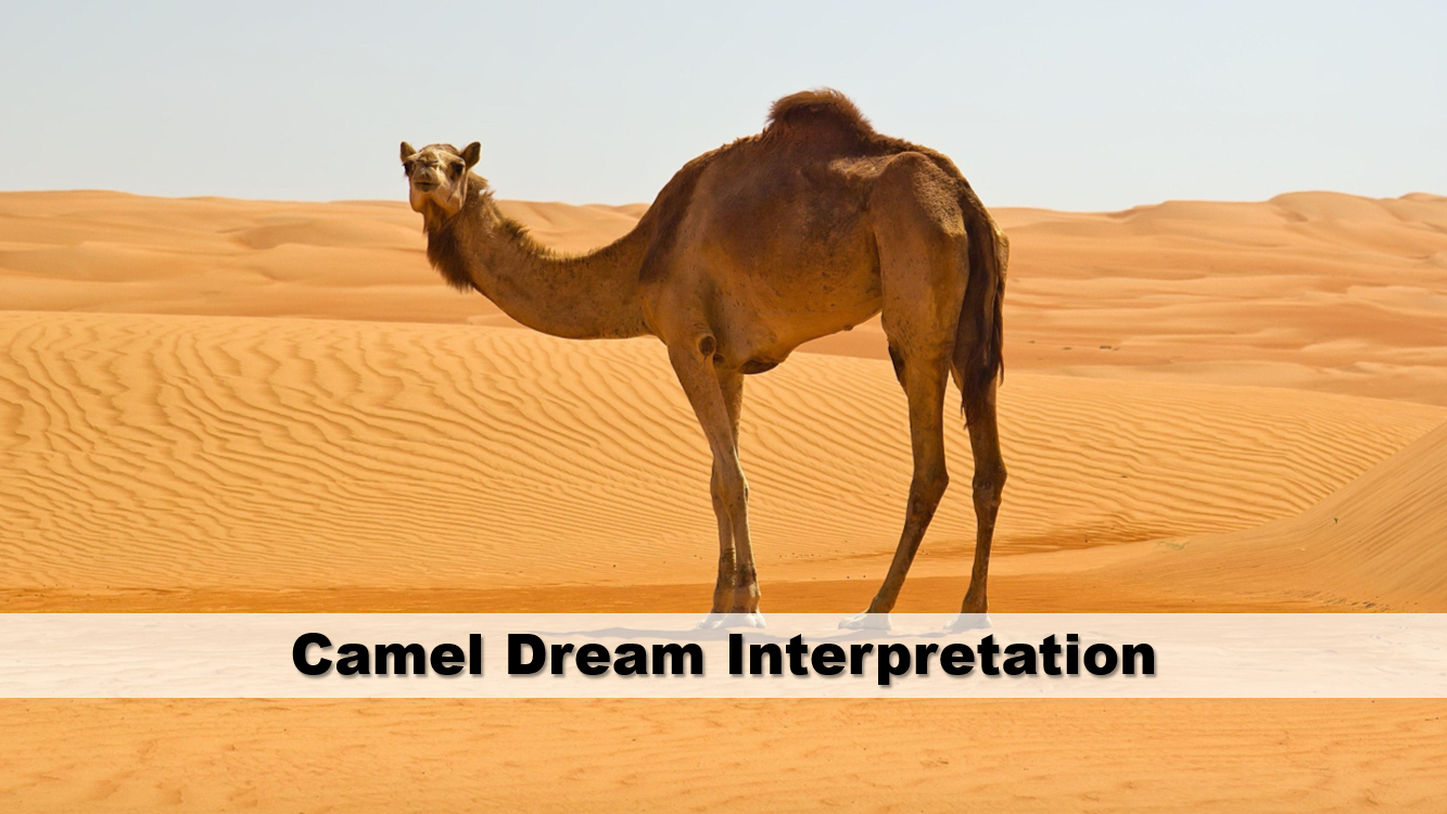 Camel Dream Interpretation