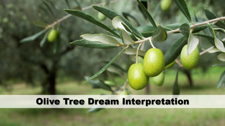 Olive Tree Dream Interpretation Guide To Dreams 