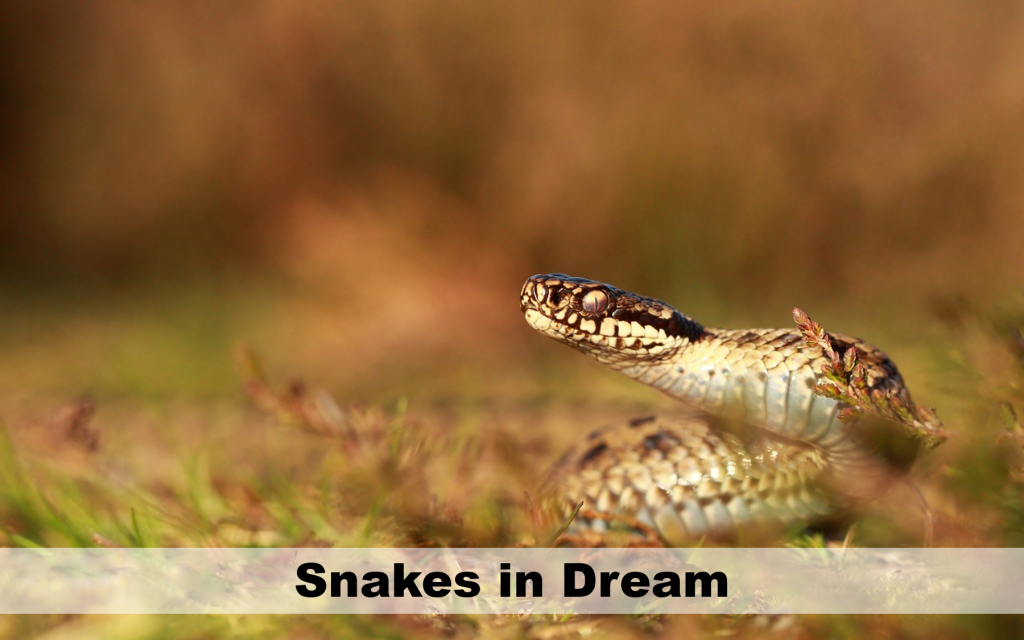 dreaming of snakes download