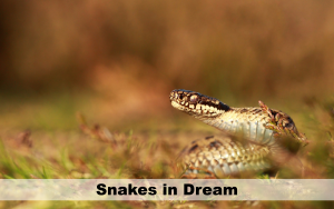 dream with lots of snakes