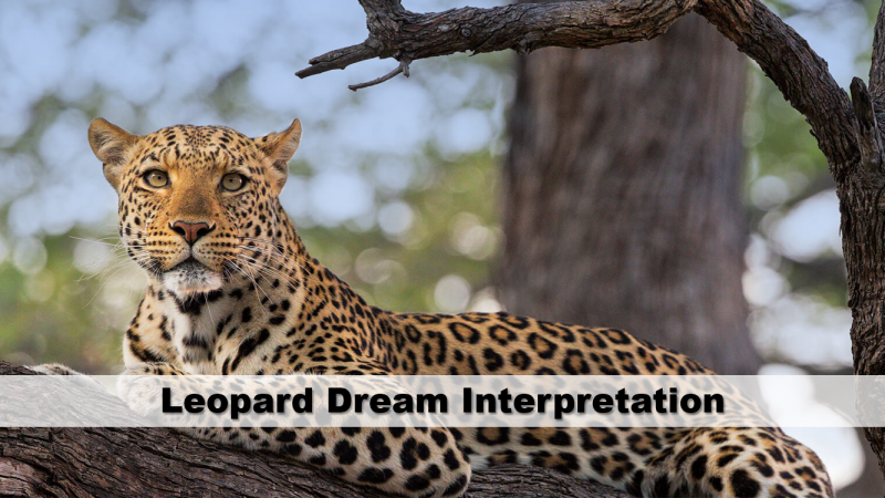 Leopard Dream Interpretation