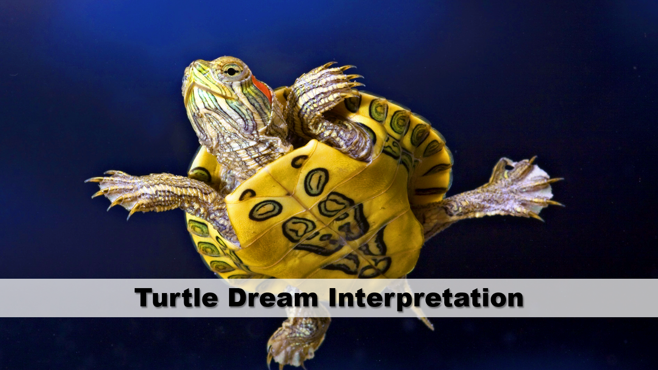 Turtle Dream Interpretation