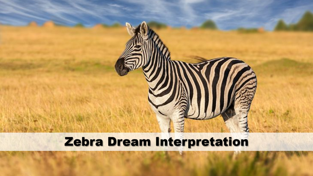 Zebra Dream Interpretation