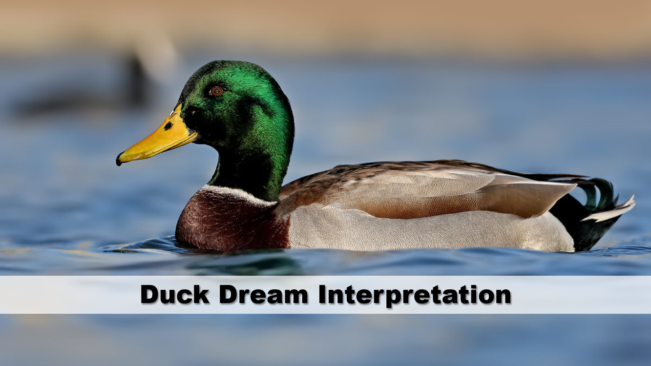 Duck Dream Interpretation