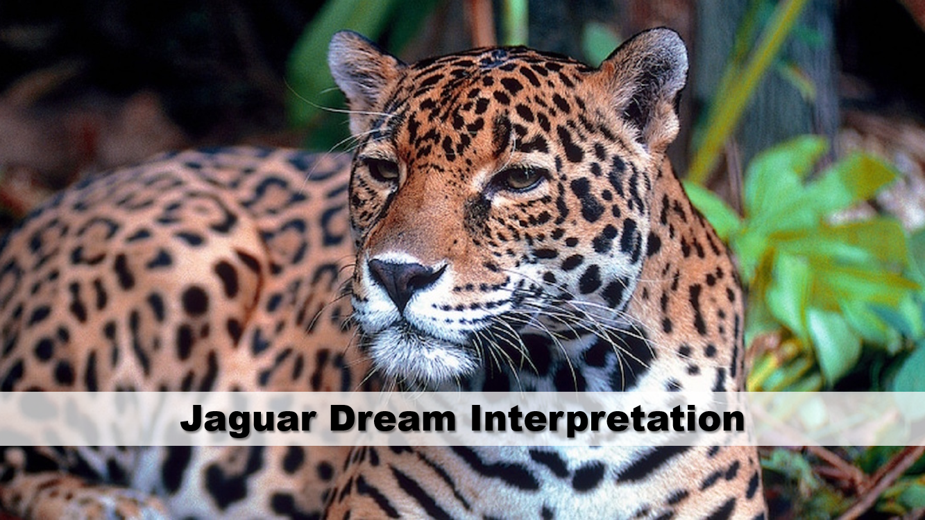 Jaguar Dream Interpretation