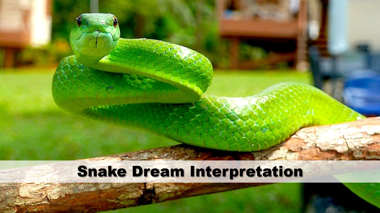 Snake Dream Interpretation