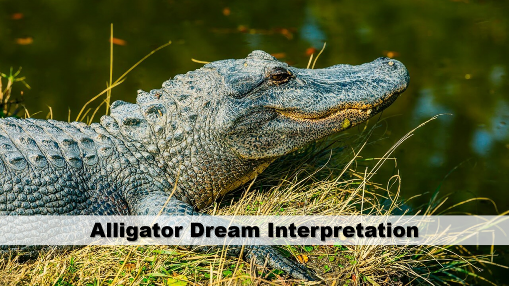 Alligator Dream Meaning 1024x576 