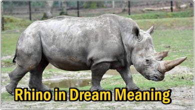 Rhino in Dream Meaning