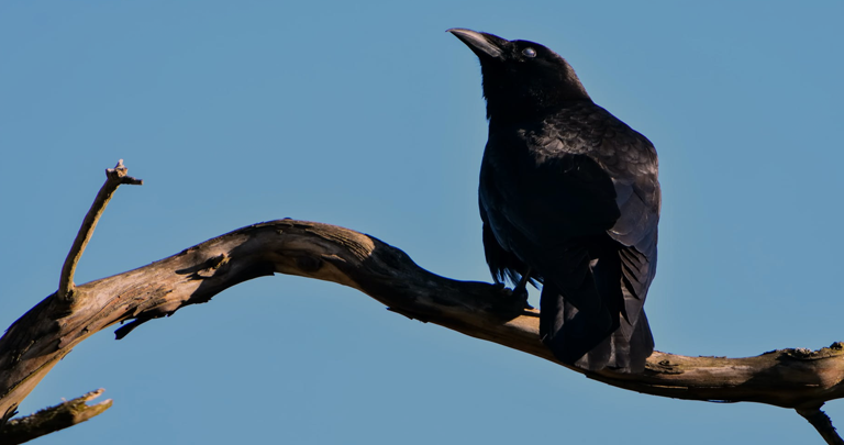 Crow Dream Interpretation