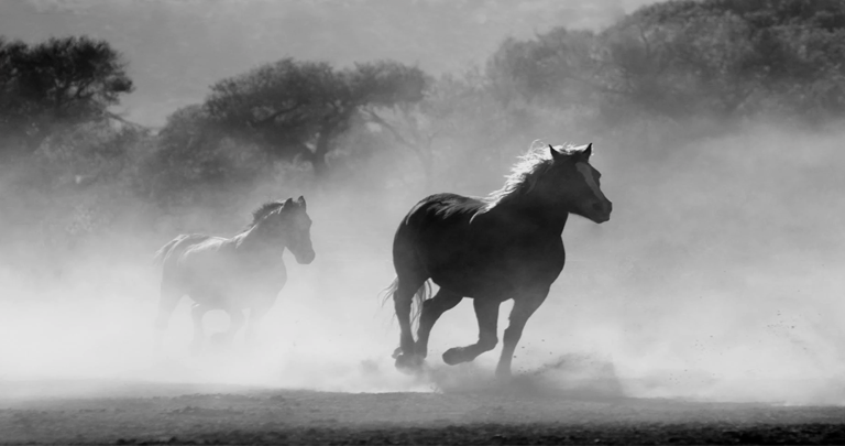 Herd of Horses Dream Interpretation